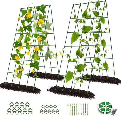 Cucumber trellis - cucumber,